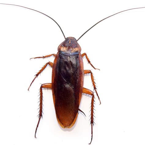 Cockroach Pest Control 的图像结果