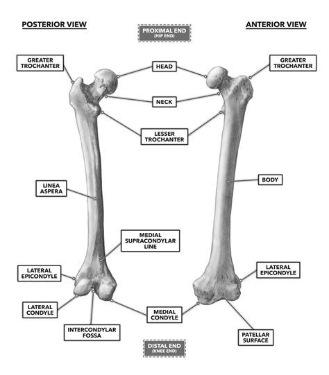 CrossFit | Bones of the Knee