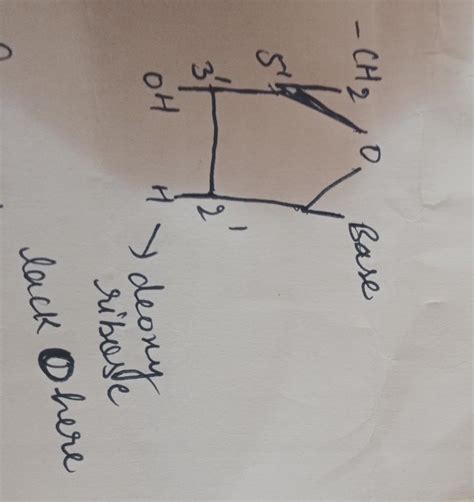 Which carbon atom of deoxy Ribose sugar in DNA does not contain ...