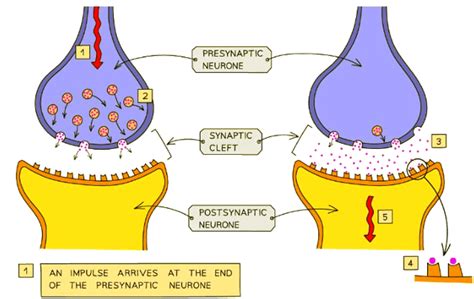 The Synapse - Biology for GCSE/IGCSE - Year 11 PDF Download