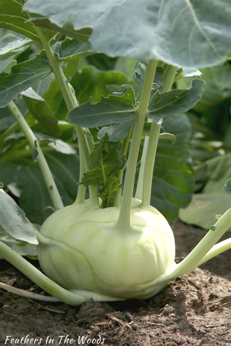 Vegetables That Grow Well In Partial Sun - Feathers in the woods