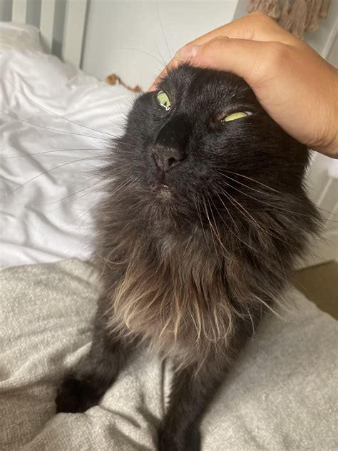 My cat loves having his head stroked really hard. Here he is crossing his eyes with pleasure ...