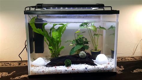 I purchased my moss balls their own 5-gallon tank (more in the comments ...