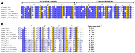 The Two Domains of the Avian Double-β-Defensin AvBD11 Have Different ...
