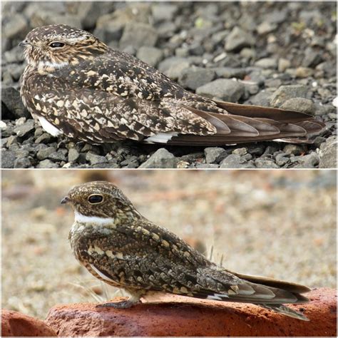 Nighthawk M2 Mobile Router Problem 的图像结果