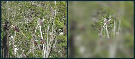 Legally Blind Vision