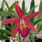 Buy Cattleya Orchids Online India | Cattleya Orchid | Orchid-tree ...