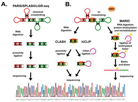 Decoding LncRNAs