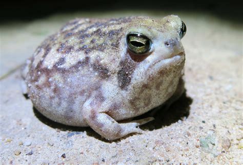 19 Desert Rain Frog Facts - Facts.net