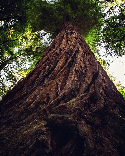 Tallest Tree In California Name at Norma Shanks blog
