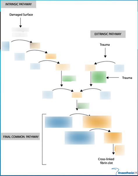 Image result for Coagulation Pathway Explained