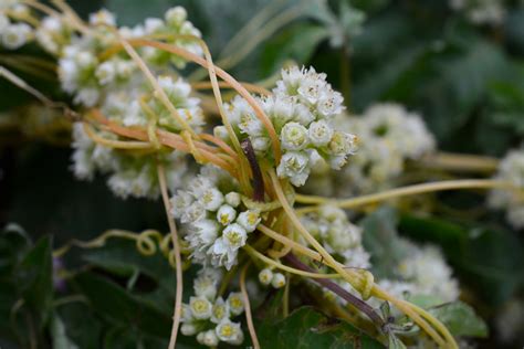 菟丝花（草本植物）_百度百科