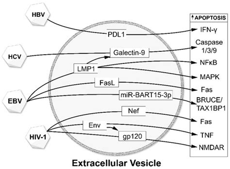 Extracellular Vesicles in Viral Infections of the Nervous System