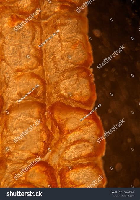 Image result for Microscope Toes