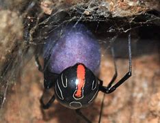 Image result for New giant spider discovered