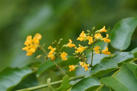 18 Gorgeous Flowers Native to the Philippines - A-Z Animals