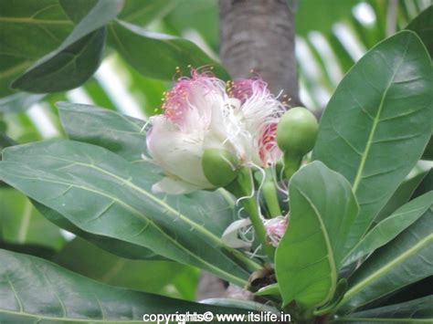 Tree Root Poison 的图像结果