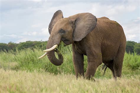 Image result for Elephant Toothpasste Exploding