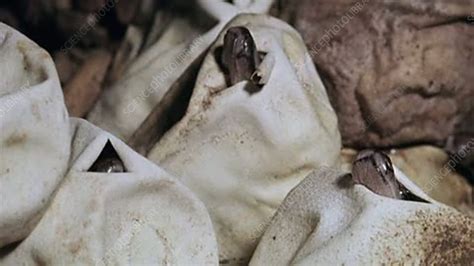 Image result for How to Care for Indian Python