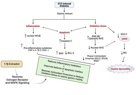 17β-Estradiol Suppresses Gastric Inflammatory and Apoptotic Stress ...