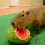 Image result for Roblox F3X Script Pastebin