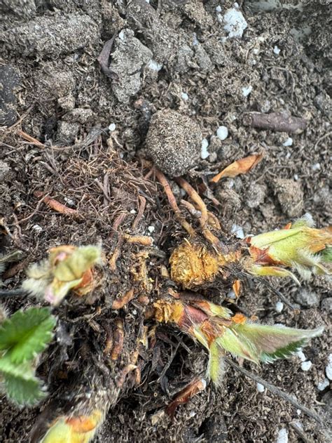 Image result for Tree Crown Rot