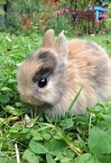 Image result for Really Cute Baby Bunnies