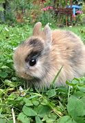 Image result for Baby Bunnies 1 Week
