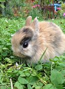 Image result for Two Cute Fluffy Baby Bunnies