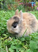 Image result for Brown Fluffy Baby Bunnies