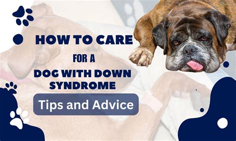 Dog Therapy Down Syndrome Down Syndrome Association Of Maryland Meet