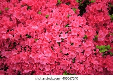 +seahell 的图像结果