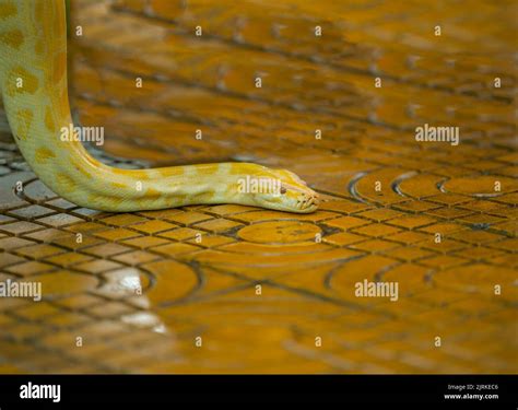 Image result for Python around Neck