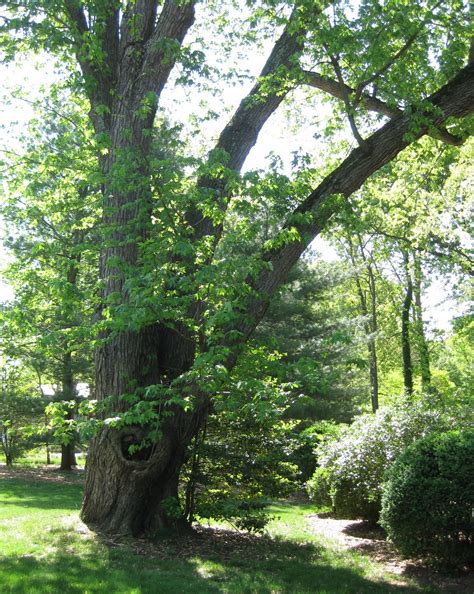 The Silver Maples Say Welcome Home | Wildtrumpetvine