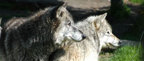 Image result for Gray Wolves Yellowstone