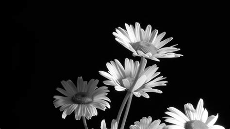 Black and White Flower Wallpapers - Top Free Black and White Flower ...