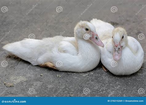 Two Young Muscovy Ducks Resting in a Cage with Cement Floor. Stock ...