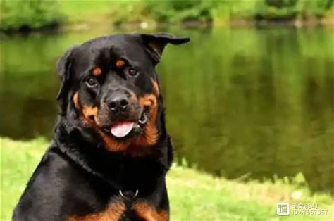 【世界上最好的猎犬品种】盘点世界上最强大的10种狗：哈士奇入选，藏獒竟能秒杀东北虎？