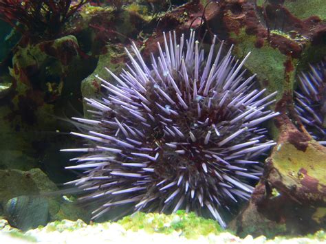 Urchin | echinoderm | Britannica