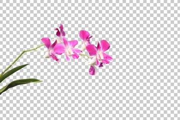 Realistic flowering plants foreground isolated | Premium PSD