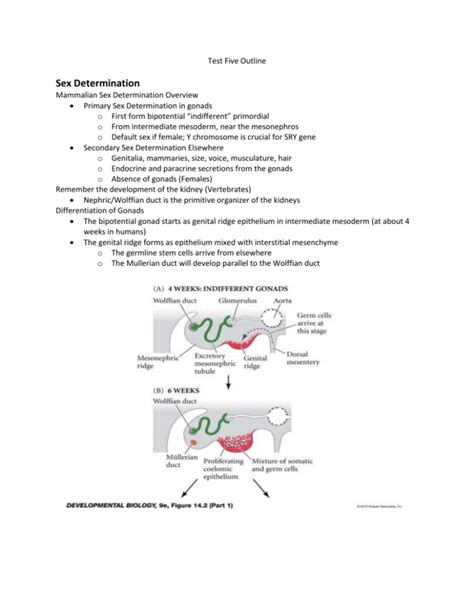 Image result for Germ Line Development