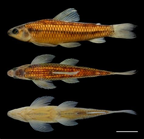 New striped fish with golden eyes found in Brazil river | Miami Herald