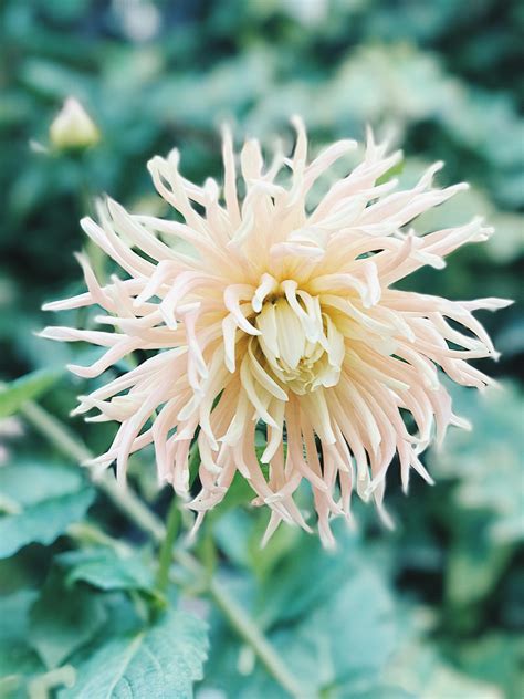White Spider Mum Flower · Free Stock Photo