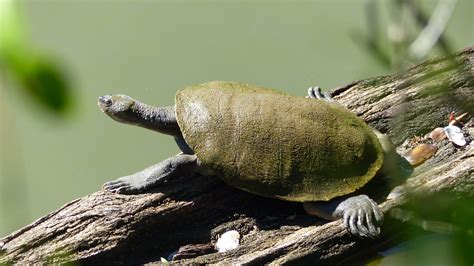 Mary River Turtle in Wide Bay - Threatened Australians