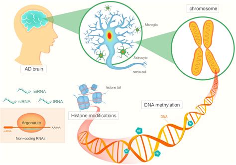 Frontiers | The Epigenetics of Alzheimer’s Disease: Factors and Therapeutic Implications