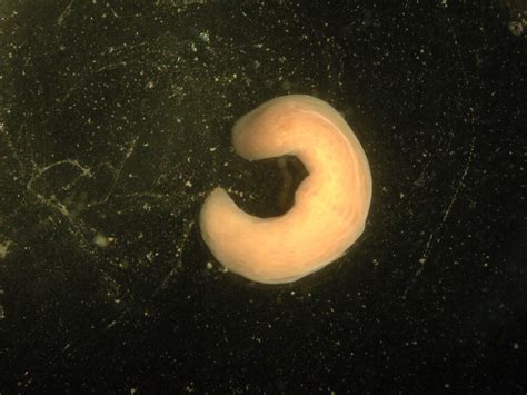 Can You Eat Xenoturbella