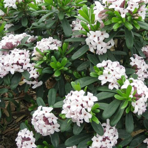 Daphne x transatlantica 'Eternal Fragrance' 3L - Cowell's Garden Centre ...