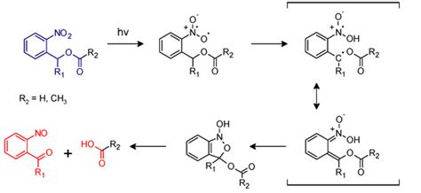 Recent Trends in Applying Ortho-Nitrobenzyl Esters for the Design of ...