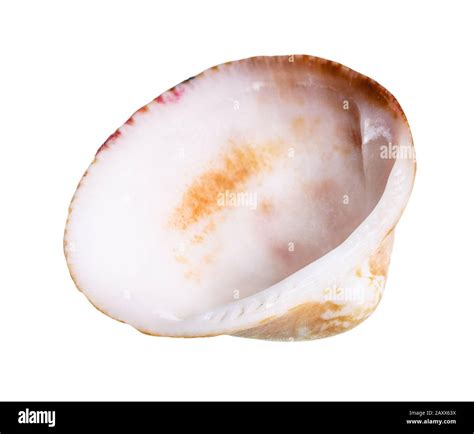 Image result for Clam Inside Shell Empty