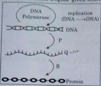 CBSE Board Class 12 Biology Answer Key 2024 and Question Papers ...